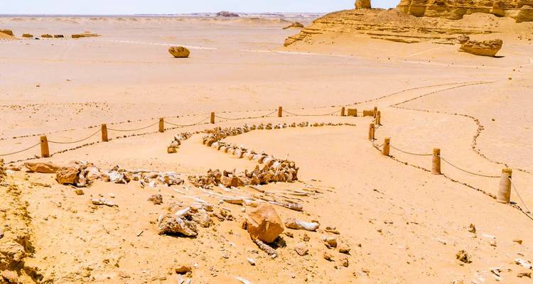Restes fossilisés gisant dans le sable du désert.