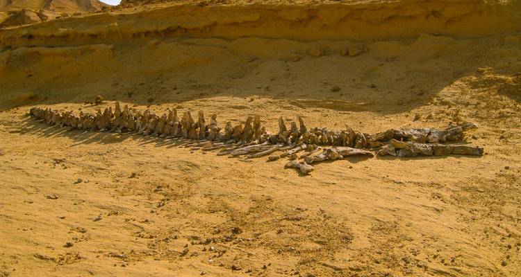 Des os fossilisés dans un décor désertique.