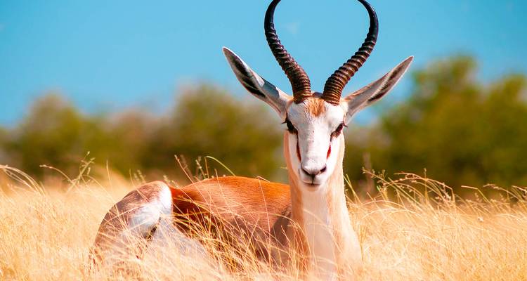 Antilope se reposant dans les hautes herbes avec un ciel bleu dégagé.