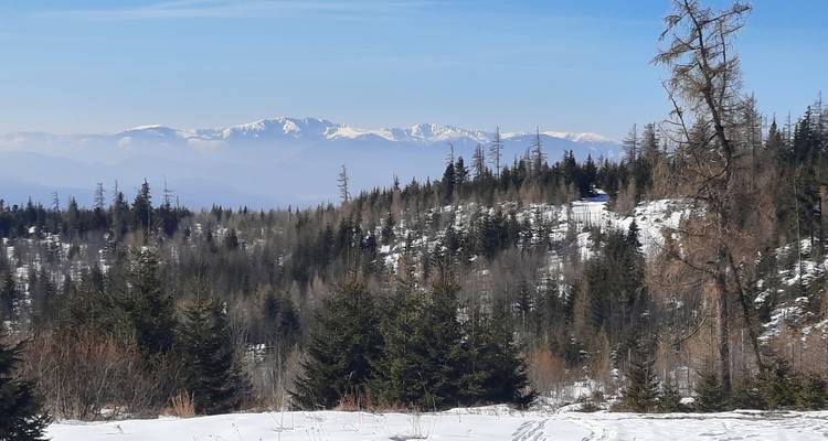 Distant mountain range viewed over snowy treetops.