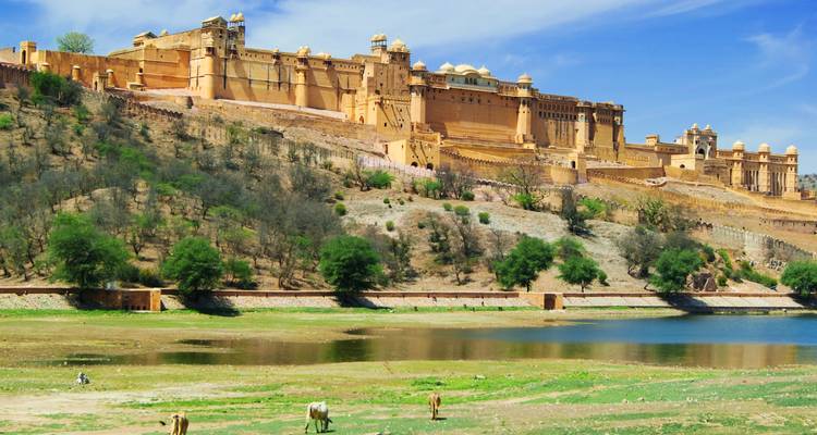 Amber Fort in Jaipur, India, with a moat and grazing animals in the foreground.