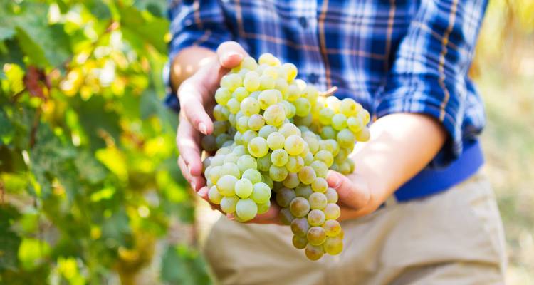 Persoon die een tros groene druiven vasthoudt in een wijngaard.