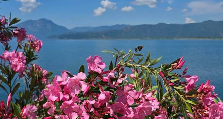 Les fleurs rose vif du laurier-rose encadrent un lac bleu tranquille avec des montagnes lointaines sous un ciel ensoleillé.