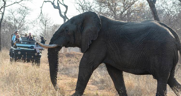 Olifant wandelend in de buurt van een safariauto.