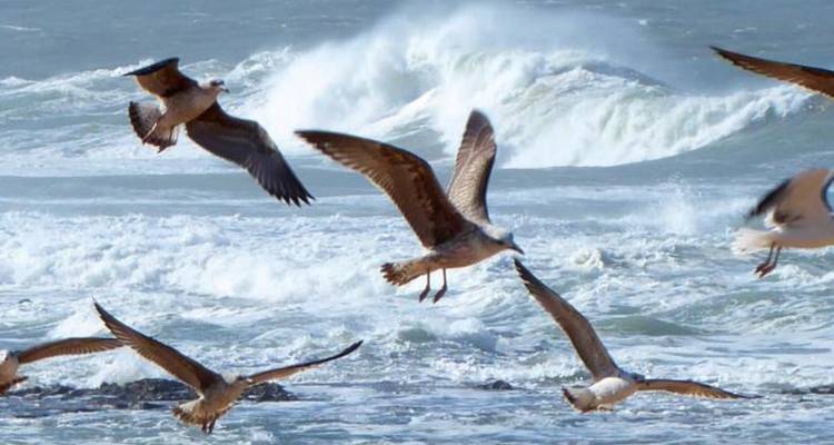 Seagulls flying over ocean waves.