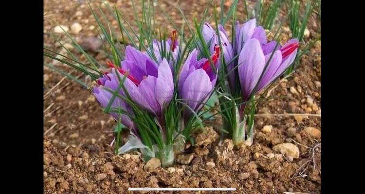 Blooming saffron flowers in a field.