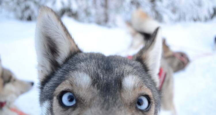 Gros plan du visage d'un husky dans un environnement enneigé.