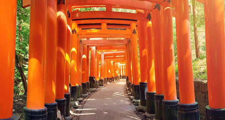 Pathway lined with vibrant red torii gates in a forest.
