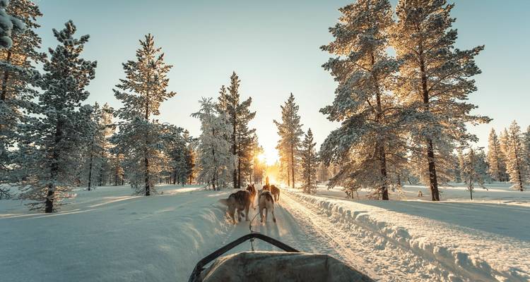 Dog sledding through snowy forest with sunrise.