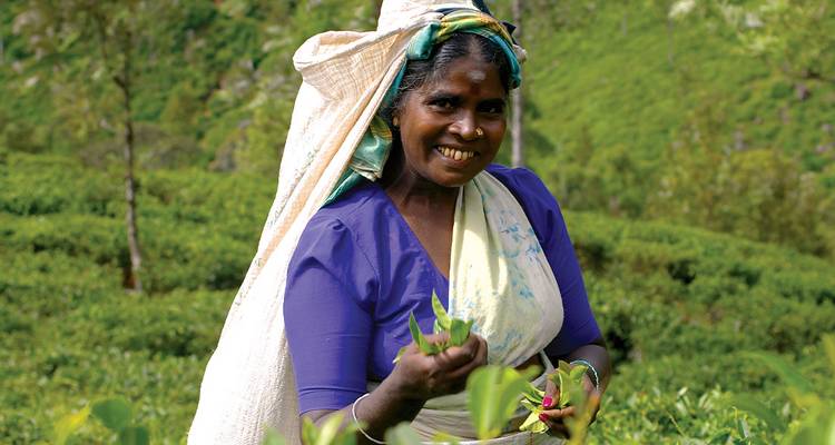 Una mujer sonriente recogiendo hojas de té en una exuberante plantación de té verde.