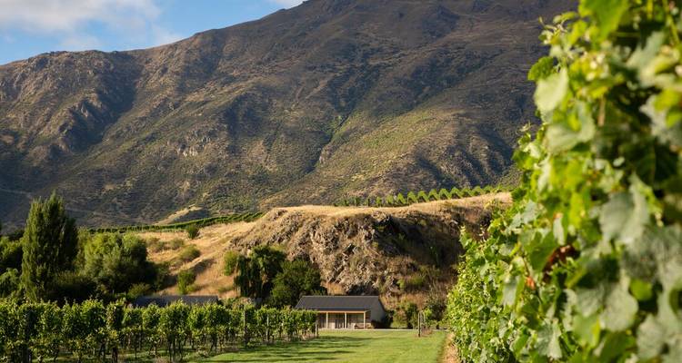 Viñedo con montañas y cielos despejados.