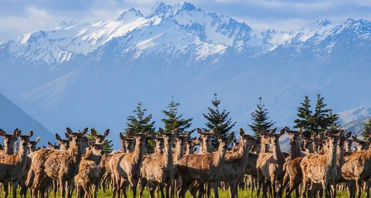 Grupo de ciervos en un campo con montañas cubiertas de nieve al fondo.