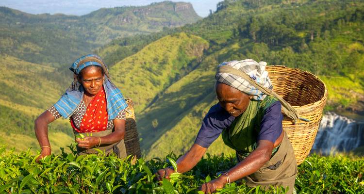 Deux femmes cueillant des feuilles de thé dans une plantation avec des collines en arrière-plan.