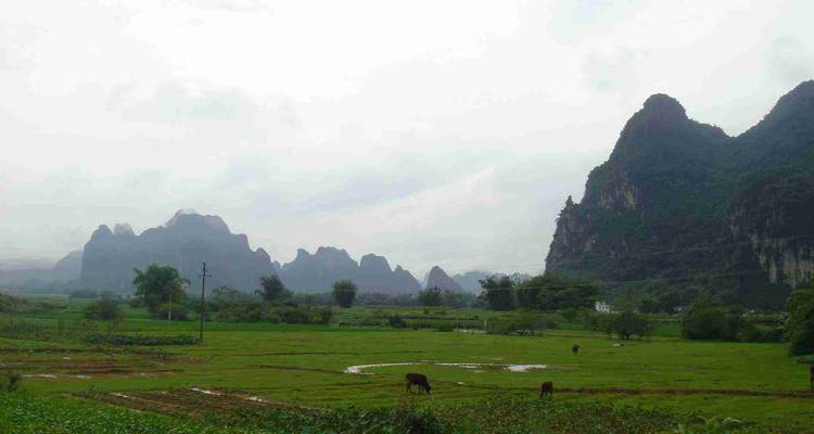 Groen veld met vee, verre bergen onder een bewolkte hemel.