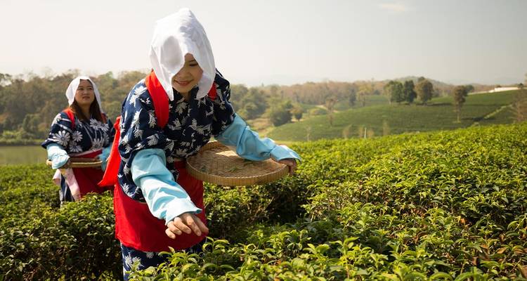 Des femmes en tenue traditionnelle cueillent des feuilles de thé dans des champs d'un vert éclatant sous un ciel brumeux.