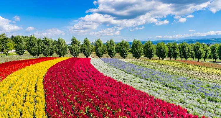 Des bandes arc-en-ciel vibrantes de fleurs en floraison s'étendant à travers les champs vallonnés de Furano, Hokkaido.