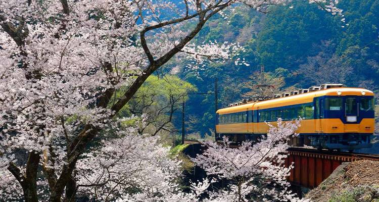 Un train jaune vif et bleu traverse un pont encadré par des cerisiers en fleurs au printemps.