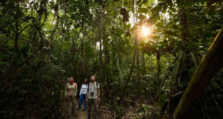 Des personnes faisant de la randonnée dans une jungle dense avec la lumière du soleil perçant à travers la canopée.