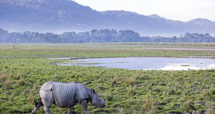 Een neushoorn lopend op een grasland met bergen op de achtergrond.