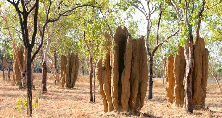 Termite mounds in a dry forest landscape.