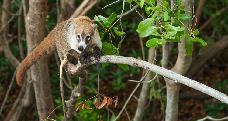 Un coatí se equilibra en una rama de árbol rodeado de denso follaje verde en la selva.