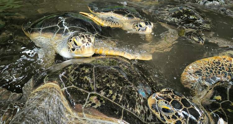 Groupe de tortues nageant dans un environnement naturel.