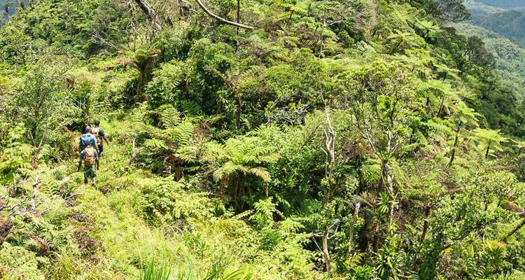 Randonneurs marchant à travers une végétation de jungle dense.