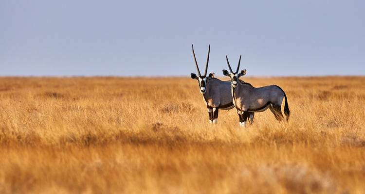 Deux oryx debout sur une plaine herbeuse aride.