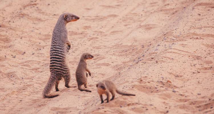 Un groupe de suricates debout sur un terrain sablonneux.
