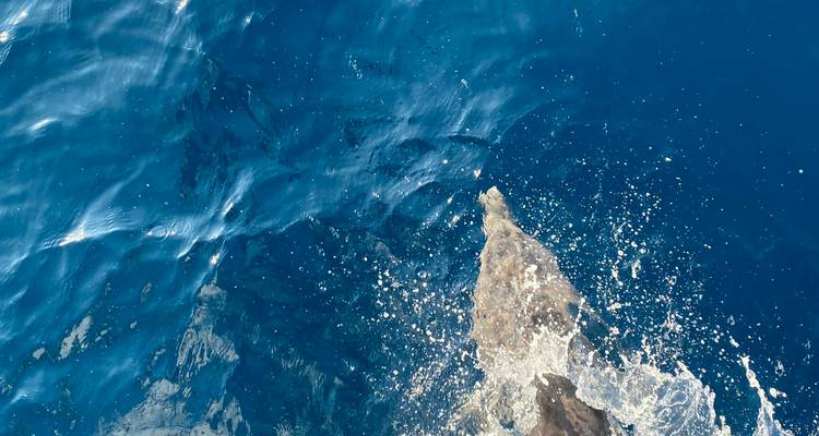 Delfín nadando en aguas oceánicas de color azul vibrante.