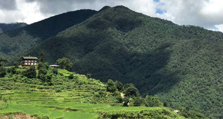 Des champs en terrasses d'un vert luxuriant avec des montagnes en arrière-plan.