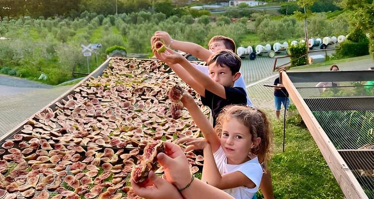 Des enfants cueillant des figues sur de grandes tables de séchage en plein air.