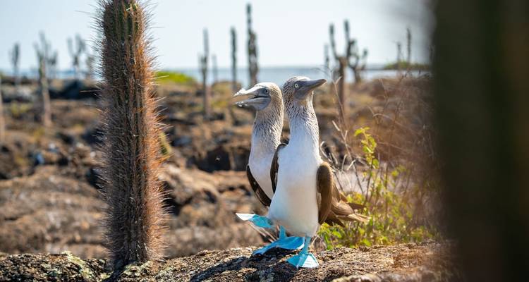 Two blue-footed boobies standing on a rocky island terrain.