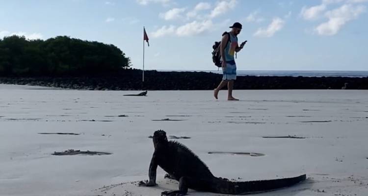 Beach with a person walking and two marine iguanas visible in the foreground.