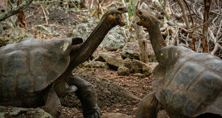 Two giant tortoises interacting on a rocky surface with vegetation in the background.