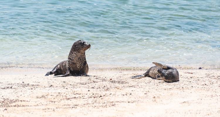 Twee zeeleguanen rusten op de zandige kust bij de oceaan.