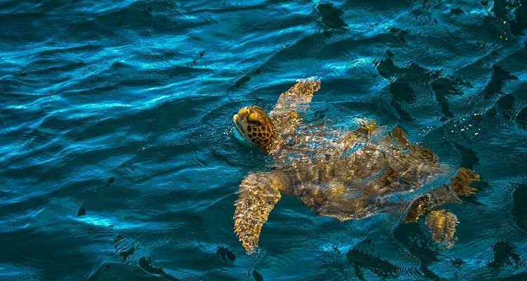 Zeeschildpad zwemt in helder blauw water.