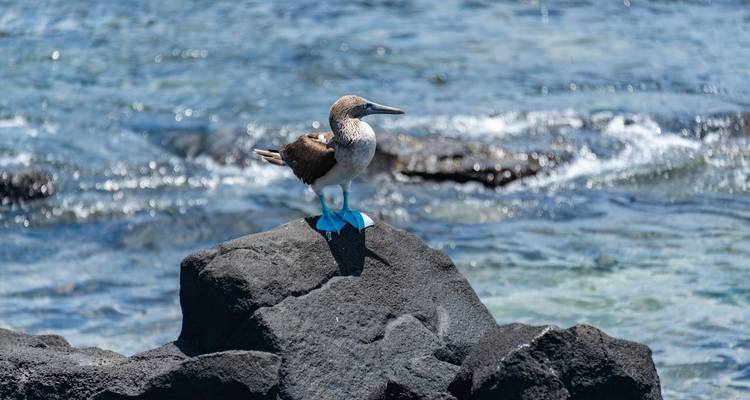 Blauwpootgent staand op een rots met oceaan op de achtergrond.