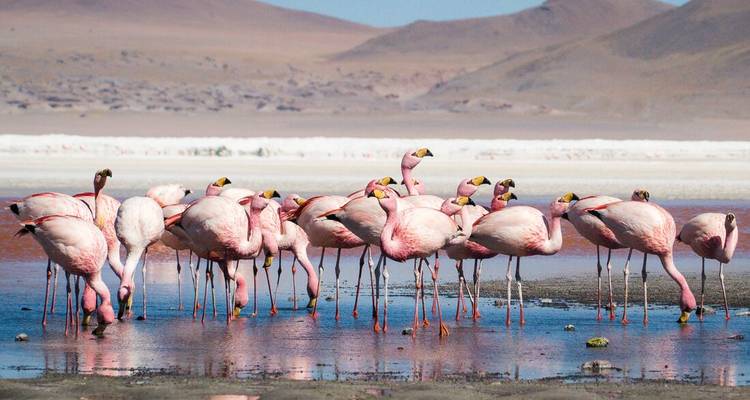 A flock of flamingos standing in shallow water in a desert landscape.