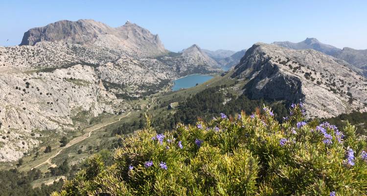 Mountain landscape with a lake in the background and wildflowers in the foreground.
