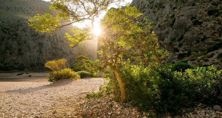 La lumière dorée du soleil s'écoule à travers un arbre feuillu dans une gorge rocheuse avec un lit de rivière pavé de galets.