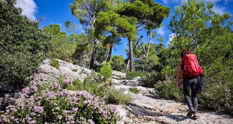 Un randonneur avec un sac à dos rouge remonte un sentier forestier rocailleux au milieu de sapins et de fleurs violettes en fleurs sous un ciel bleu éclatant.