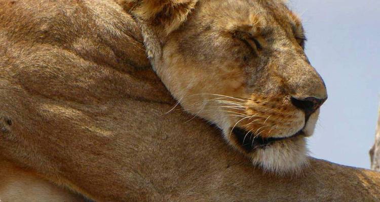 Primer plano de un león descansando en una rama.