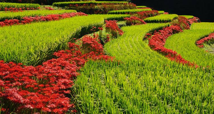 Rizières en terrasses avec des fleurs rouges en pleine floraison.