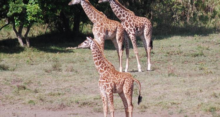 Drie giraffen die staan in een grasrijke weide.