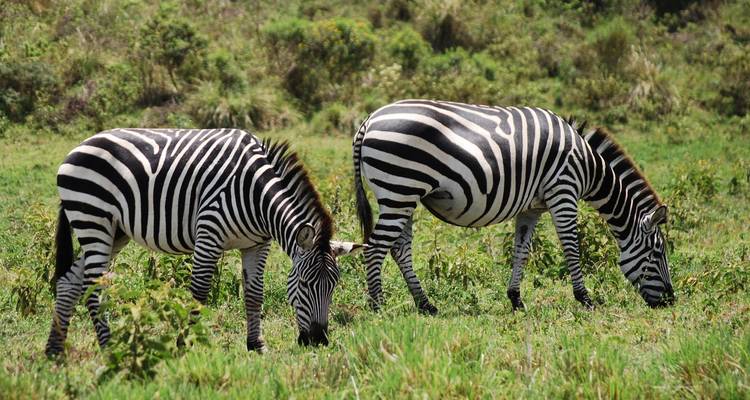 Twee zebra's grazen in een grasveld.