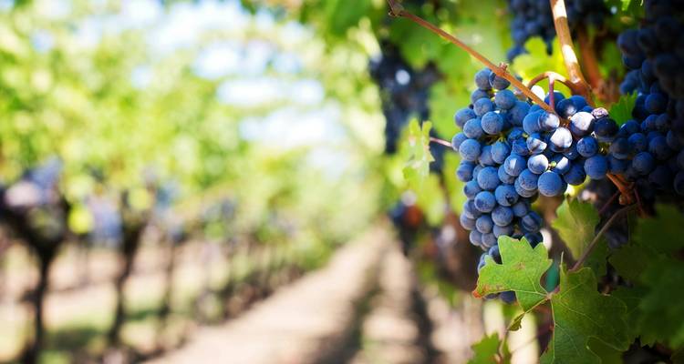 Gros plan de raisins bleus mûrs suspendus dans un vignoble.