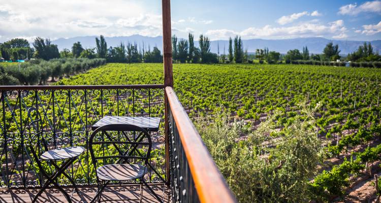 Vue depuis un balcon donnant sur un vignoble avec des montagnes au loin.