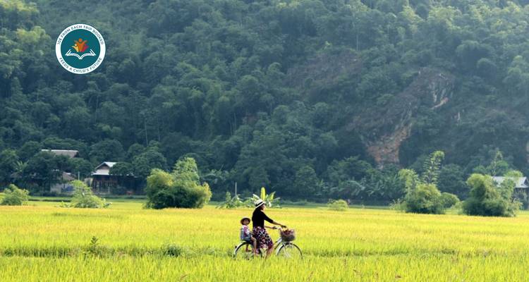Person cycling through expansive rice fields.