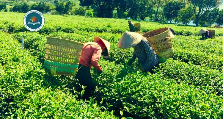 Group of people harvesting crops with traditional hats.